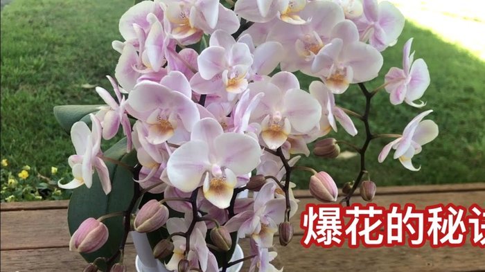 花呗分期套现平台现状如何