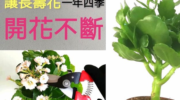 拿去花的额度怎么提现