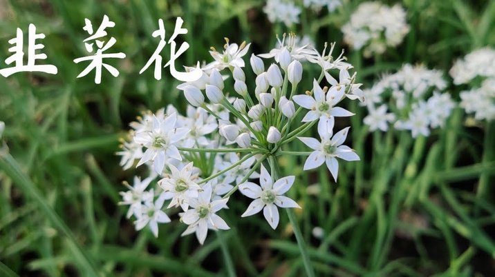 花呗正规吗？投诉方法全解析