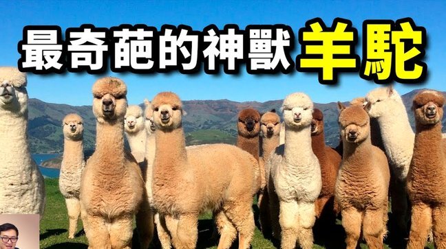 羊小咩购物额度怎么套现啊
