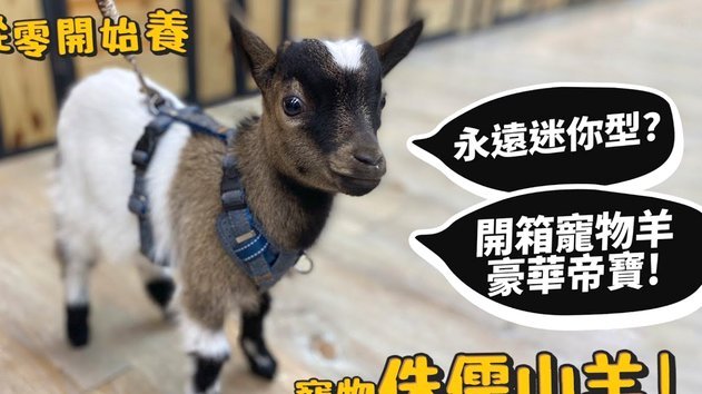 羊小咩购物额度怎么套现啊