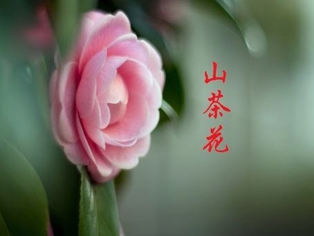 花呗怎么关闭?