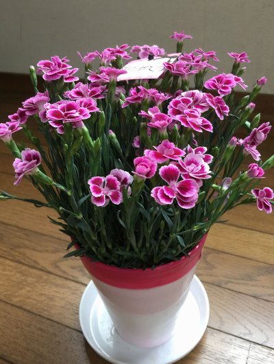 自己套花呗