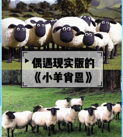 羊小咩的资方背后暗藏哪些资本力量